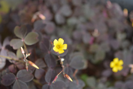 Close up of yellow flowers of Oxalis pes-caprae. Beautiful and unusual purple street flowers with yellow small flowers.の写真素材