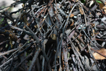 Wooden sticks, unprotected beams from a tree on the ground.の写真素材