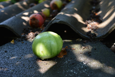 A green tomato lies on the roof of the shed after a rain.の写真素材
