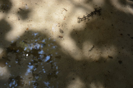 Shadow of tree leaf on the stone floor in the garden with sunlight. Bottom of the cement trough, the...
