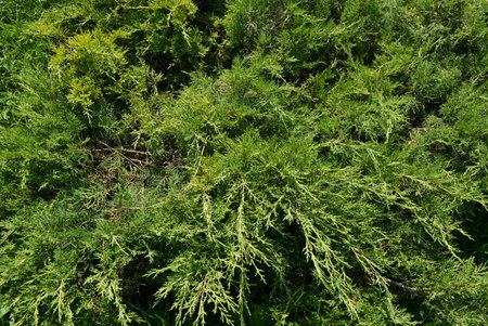 Green thuja branches background. Top view of thuja branches. Green lawn, lawn with light green...