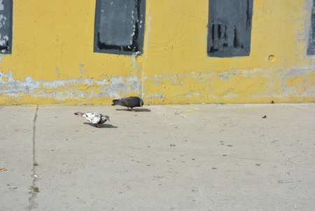 Pigeons on the street in the old town of Guayaquil, Ecuador. A flock of city pigeons pecks scattered pieces of bread, bread crumbs on a concrete pavementの写真素材