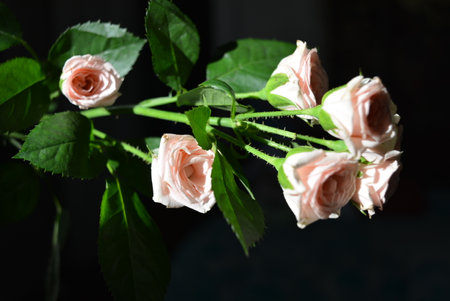 Bouquet of beautiful roses on dark background, close-up. Elegant yellow pink small roses with green leaves, natural fresh chic rose pink cream color on black background.の写真素材