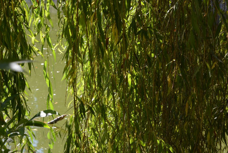 Weeping willow branches on the surface of the water in summer. Leaves of green twigs and willow...