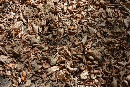 Dry autumn leaves on the ground in the forest. Autumn background. Yellow twisted leaves of yellowed maple on the ground and sunlight.の写真素材