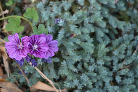 Purple flowers of Malva sylvestris in the garden. Unusual and original purple flowers with a green juniper.の写真素材