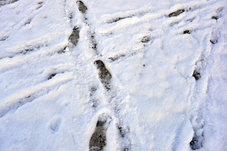 An unusual winter background, white snow lies on the ground with wet human footprints, shoe prints.の写真素材
