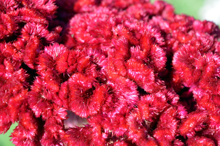 Celosia argentea, commonly known as the Chinese Wool Flower. A blossoming flower of Celosia...