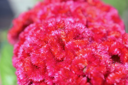 Celosia argentea or Wool Flower, Cockscomb flower. A blossoming flower of Celosia argentea, plumed...