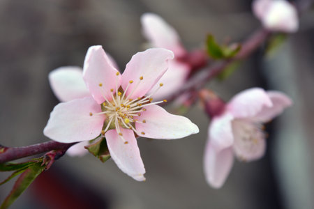Peach blossom in spring, close-up, selective focus. Beautiful spring weather, pink flowering peach branch flowers with small, young green leaves.の写真素材