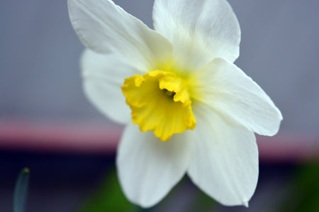 White daffodil flower close up. Shallow depth of field. Large flowers and buds of daffodils, narcissus and jonquil with white petals and green leaves.の写真素材