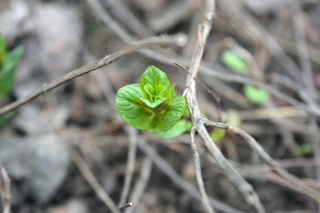 Green sprout in the spring forest. Young sprout of a plant. Young small green mint bushes growing on...