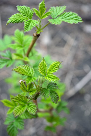Young raspberry leaves close-up on a background of the spring forest. Young green leaves, shoots,...