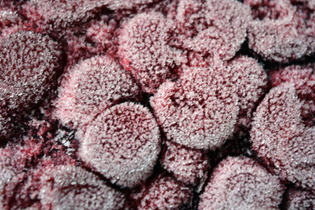 Frozen cherries close up. Abstract background and texture for design. Frozen tree fruits, cherry berries frozen in plastic container.の写真素材