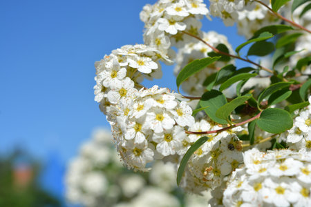 White flowers of a spirea bush on a background of blue sky. Beautiful and festive flowers, flowering bushes of Spiraea alba, narrowleaf meadowsweet, pale bridewort or pipestem.の写真素材