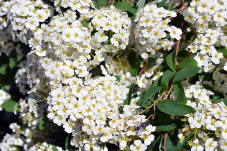 Spiraea thunbergii, white flowers in full bloom. Beautiful and festive flowers, flowering bushes of...