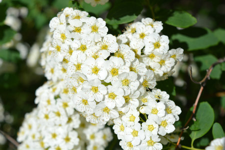 White flowers of a spirea bush in the spring forest. Beautiful and festive flowers, flowering bushes...