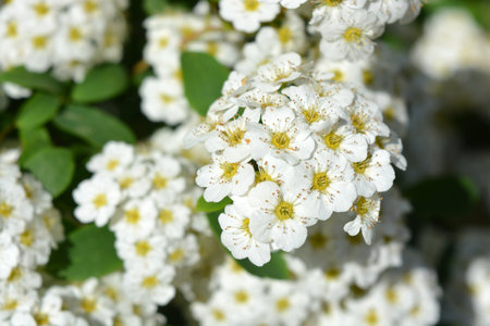 Spiraea thunbergii, ornamental shrub with white flowers. Beautiful and festive flowers, flowering...