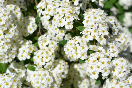 Spiraea spirea, ornamental shrub with white flowers. Beautiful and festive flowers, flowering bushes...