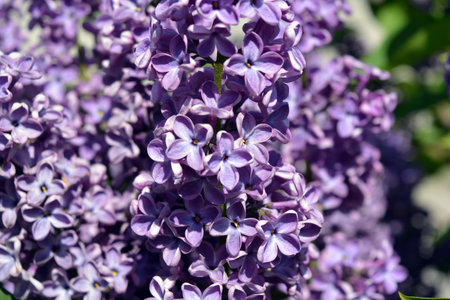 Purple lilac flowers blooming in the spring on a sunny day. White purple flowering lilac bushes,...