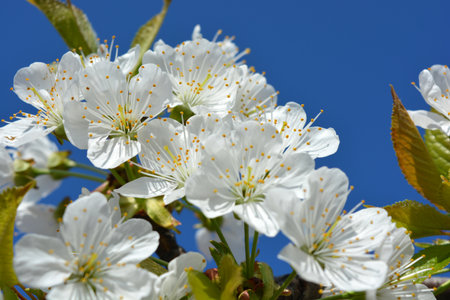 Cherry blossom on a blue sky background, close-up. Very white flowers of the cherry tree, cherry...