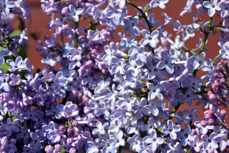 Lilac flowers. Large garden shrub with purple or white fragrant flowers. White purple flowering...