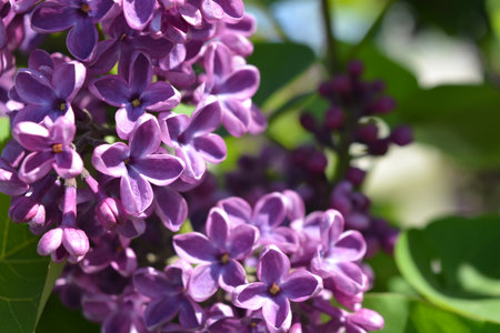 Purple lilac flowers on a branch in spring close-up. Dark and light purple flowering lilac bushes...