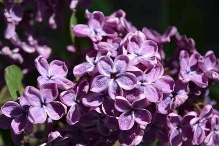 Purple lilac flowers on a branch close-up macro photography. Dark and light purple flowering lilac...