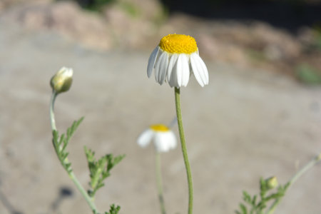 Chamomile flower on a background of green grass in the garden. Bright daisies with white petals growing on an outdoor lawn in spring.の写真素材