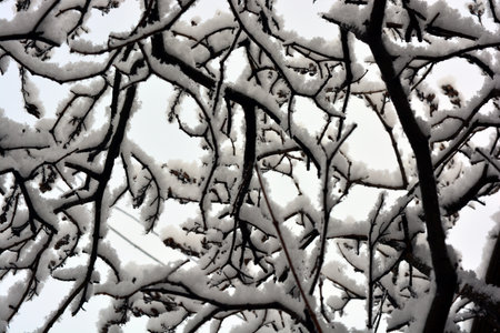 Snow on the branches of a tree in winter, close-up. Beautiful and lovely weather, a lot of white snow on the dark branches of the trees in the home garden.の写真素材