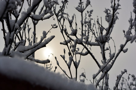 Snow-covered tree branches on the background of the setting sun. Beautiful and lovely weather, a lot of white snow on the dark branches of the trees in the home garden.の写真素材