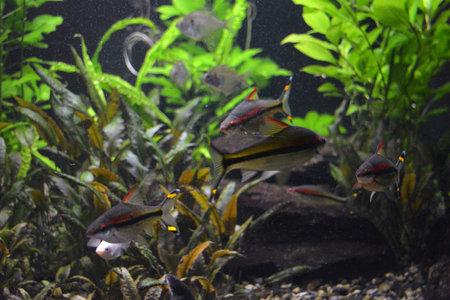 Close-up of a sturgeon fish in an aquarium. Bright and colorful, white large small fish that live in the aquarium of freshwater animals, fish in the city of Dnipro.の写真素材
