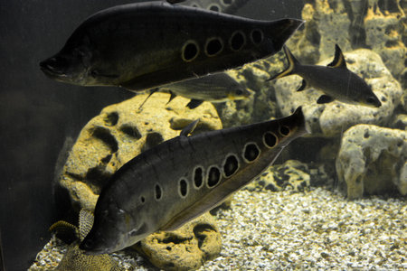 Barracuda fish in the aquarium, closeup of photo. Bright and colorful, white large small fish that live in the aquarium of freshwater animals, fish in the city of Dnipro.の写真素材