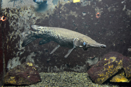 Close-up of a freshwater fish in an aquarium with stones. Bright and colorful, white large small fish that live in the aquarium of freshwater animals, fish in the city of Dnipro.の写真素材
