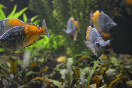 Aquarium fish in the water. Aquarium fish, aquarium fish. Bright and colorful, white large small fish that live in the aquarium of freshwater animals, fish in the city of Dnipro.の写真素材