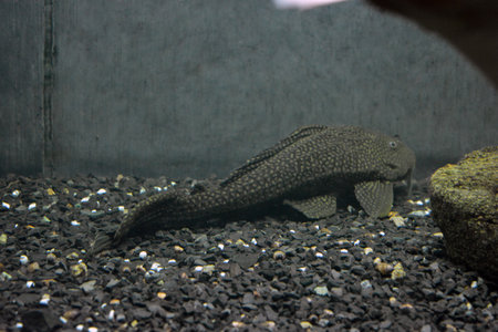 Close up view of a tropical fish in a saltwater aquarium. Bright and colorful, white large small fish that live in the aquarium.の写真素材