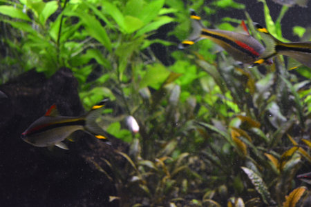 Aquarium scene with colorful tropical fish swimming in the water. Bright and colorful, white large small fish that live in aquarium of freshwater animals, fish in city of Dnipro.の写真素材