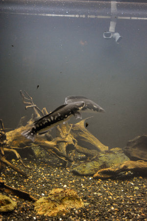 Underwater view of a black sturgeon swimming in a pond. Bright and colorful, white large small fish...
