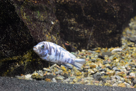 Close up view of a cichlid fish in an aquarium. Bright and colorful, white large small fish that live in aquarium of freshwater animals, fish in Dnipro city, Ukraine.の写真素材