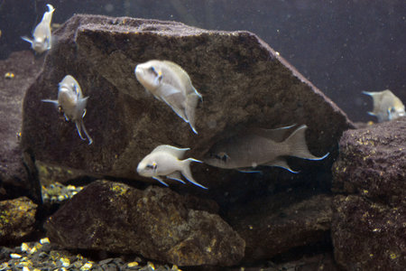Tropical fish swimming in an aquarium with stones and algae. Bright and colorful, white large small...