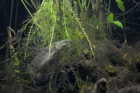 A view of a freshwater fish in the waters. Bright and colorful, white large small fish that live in the aquarium of freshwater animals.の写真素材