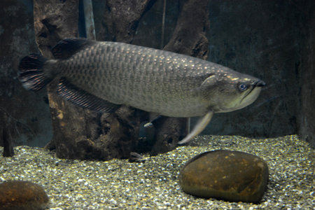 Fish swimming in the aquarium. Close-up of a fish. Bright and colorful, white large small fish that live in aquarium of freshwater animals.の写真素材