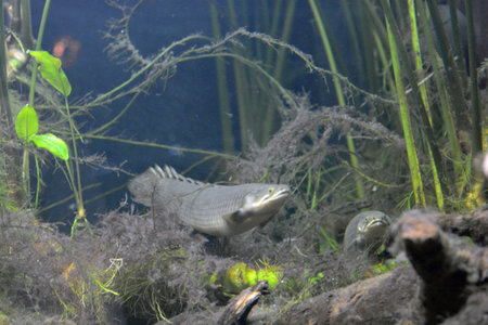 Tropical fish swimming in an aquarium. Underwater world. Bright and colorful, white large small fish that live in aquarium of freshwater animals.の写真素材