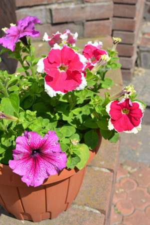Petunia flowers in a pot on the background of a brick wall. Red, crimson, white flowering flowers, petunias growing in a clay pot and illuminated by sunlight.の写真素材