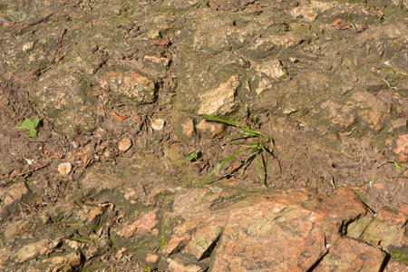 Beautiful bright and unusual natural backgrounds made of large stones with deep cracks, water, green plants with a yellow squeak.の写真素材
