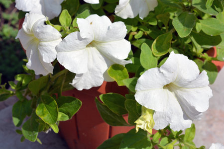 White petunia flowers in a pot on a background of green leaves. White flowering flowers, petunias growing in a clay pot and illuminated by sunlight.の写真素材