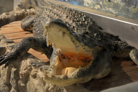 Crocodile with open mouth and sharp teeth in zoo. A large green freshwater crocodile that lives swims in an indoor glass aquarium with a pool.の写真素材