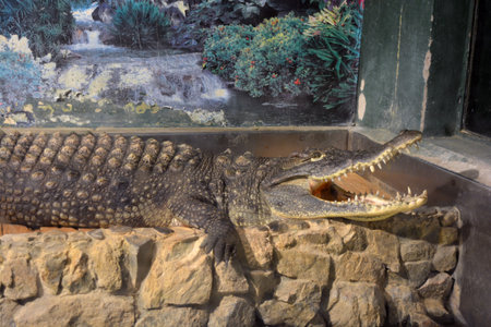 Crocodile in the zoo, closeup of photo. A large green freshwater crocodile that lives swims in an indoor glass aquarium with a pool.の写真素材