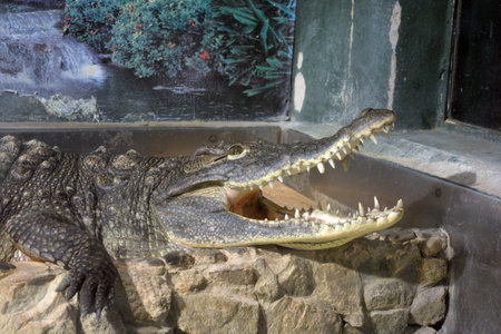 Crocodile in the zoo. A large green freshwater crocodile that lives swims in an indoor glass aquarium with a pool.の写真素材