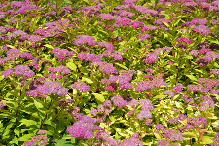Purple flowers of Japanese Spirea (Spiraea japonica). Nature, beautiful landscapes, floral background. Small elderberry flowers with green leaves are illuminated by sunlight.の写真素材